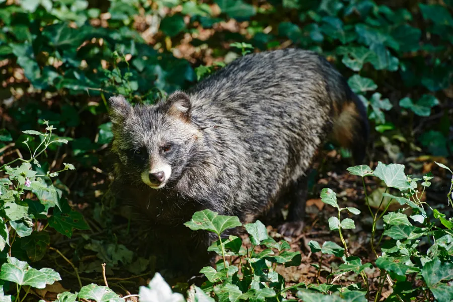 tanuki giapponese